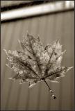 Fall
