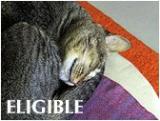 Eligible<br>Gallery