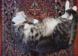 <B>Fat Pogo</B>