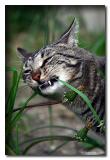 Feline Rx<br>4th Place