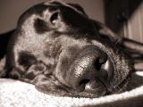 Dog Tired *