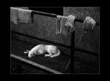 White Shadow*