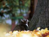 Treed Squirrel