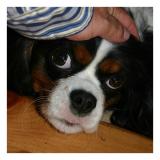 <b>Good Girl</b>