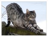 Cat gymnastics (*)