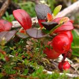 Red Berries copy *
