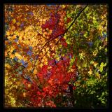 Indian Summer (*)