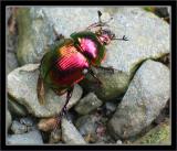 Beetle on the rocks.