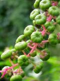 Pokeweed *