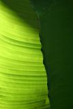 Leafs2.jpg by bee1000