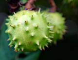 Prickly Character * <br>by ViewFinder