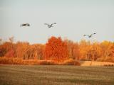 Sandhill Cranes In Flight