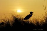 Naturally Golden Sunset<br> by Markjay