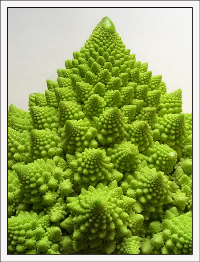 from the bottom of cauliflower