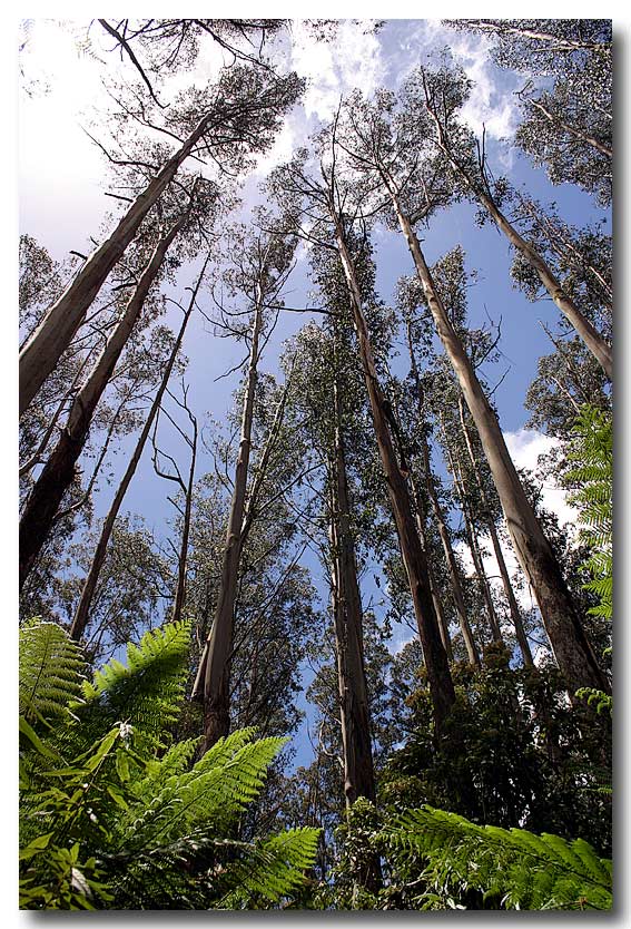 The Tall Trees (*)