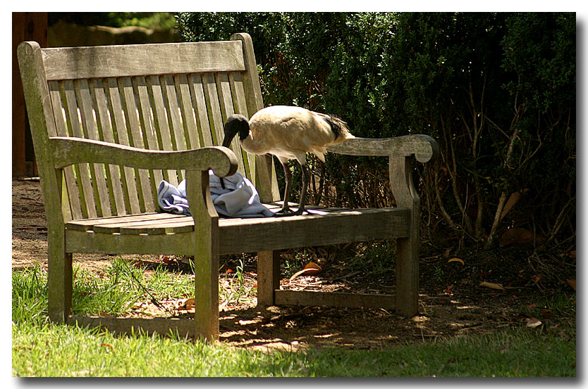 Fashion for birds? (*)