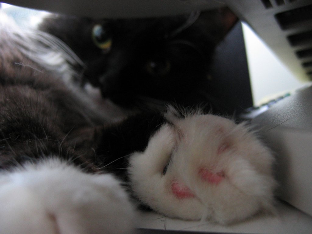 Is there something wrong with my paw?*