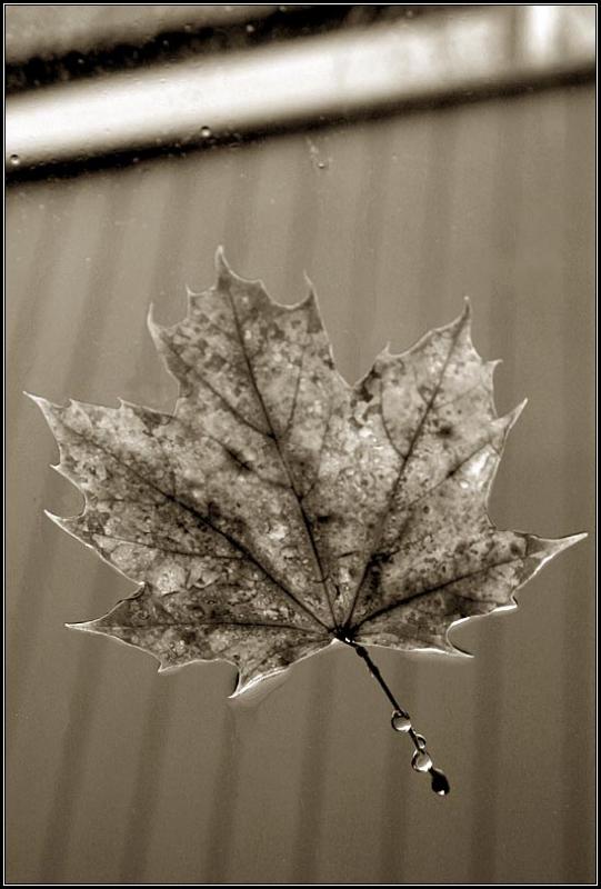 Fall