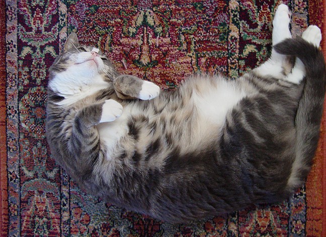 <B>Fat Pogo</B>