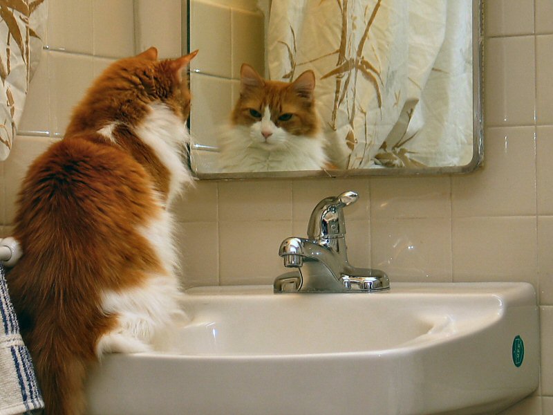 Vanity Cat (*)