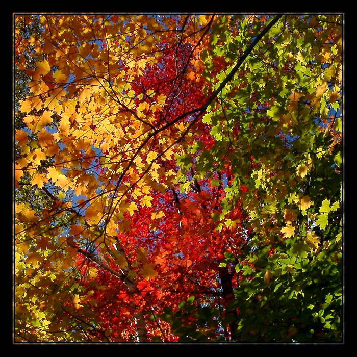 Indian Summer (*)