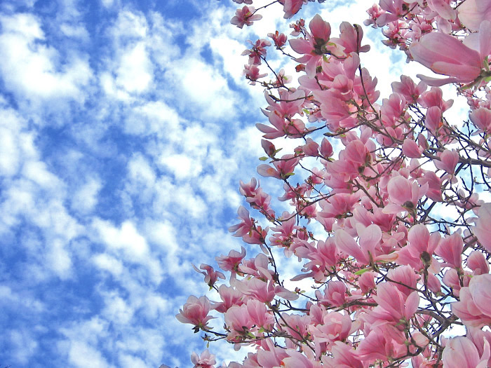 Magnolia Tree*