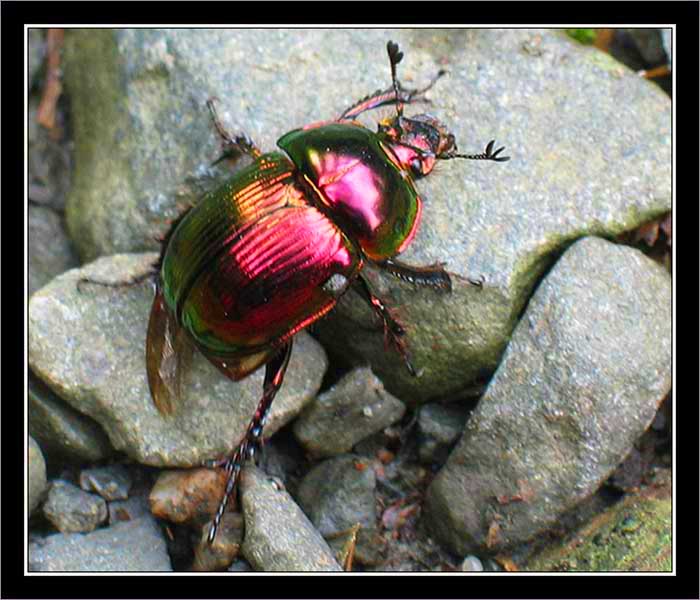 Beetle on the rocks.