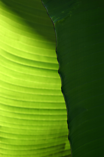 Leafs2.jpg by bee1000