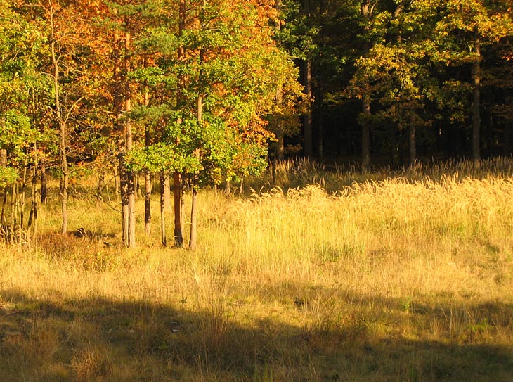 Forest  wandering*
