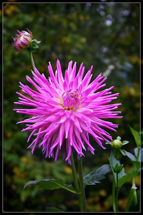<b>Alaskan Flower</b> *