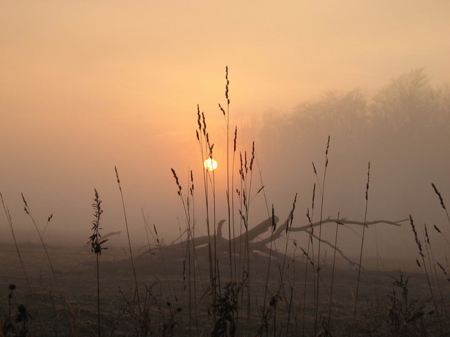Country Morning Fog