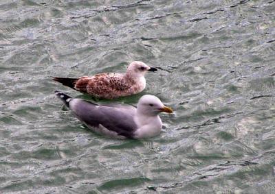 Gulls in the water, Ramsgate