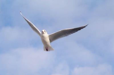 u39/cwright/medium/25244681.gull2.jpg