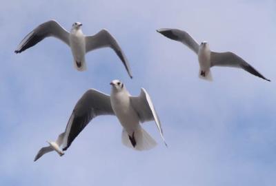 Gulls in Ramsgate