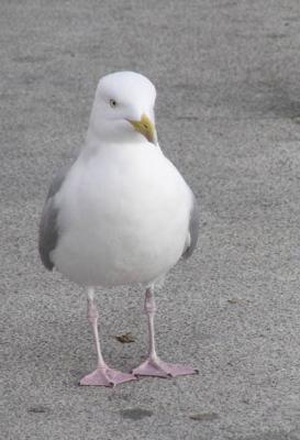 Gull in Ramsgate