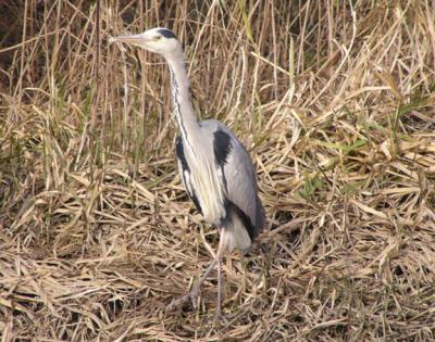 Crane on banks of River Stour, Sandwich