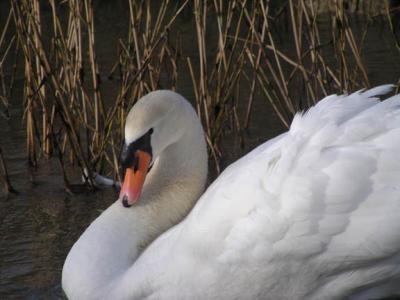 Swan along river bank, Sandwich