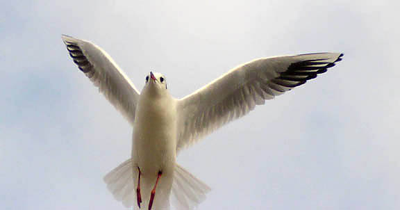 Gull in Sandwich