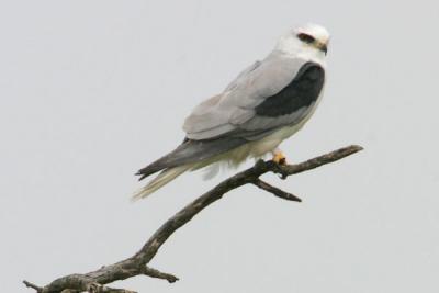 White-tailed Kite