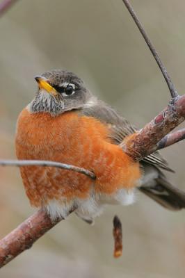 American Robin