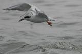 Forsters Tern