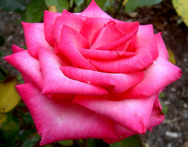 Red Rose