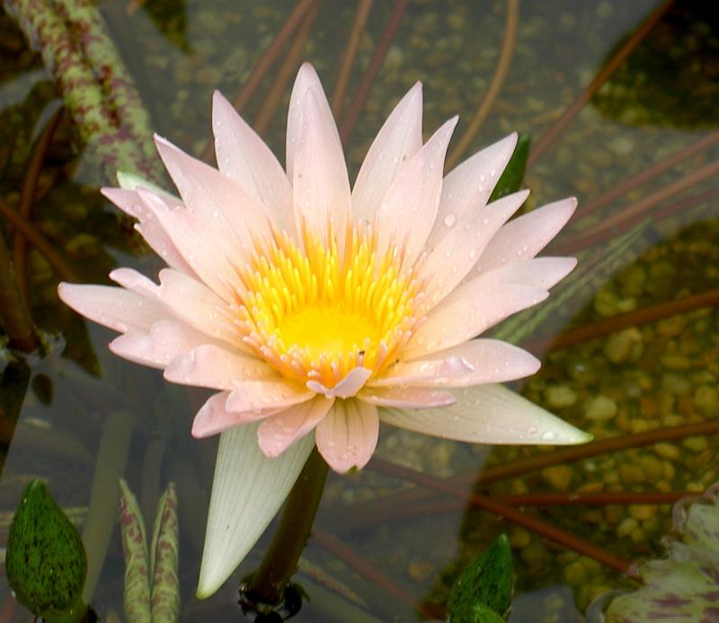 Water Lilly