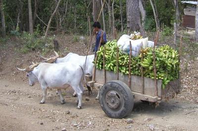 Banana Cart