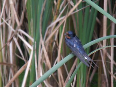 Barn Swallow