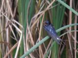 Barn Swallow