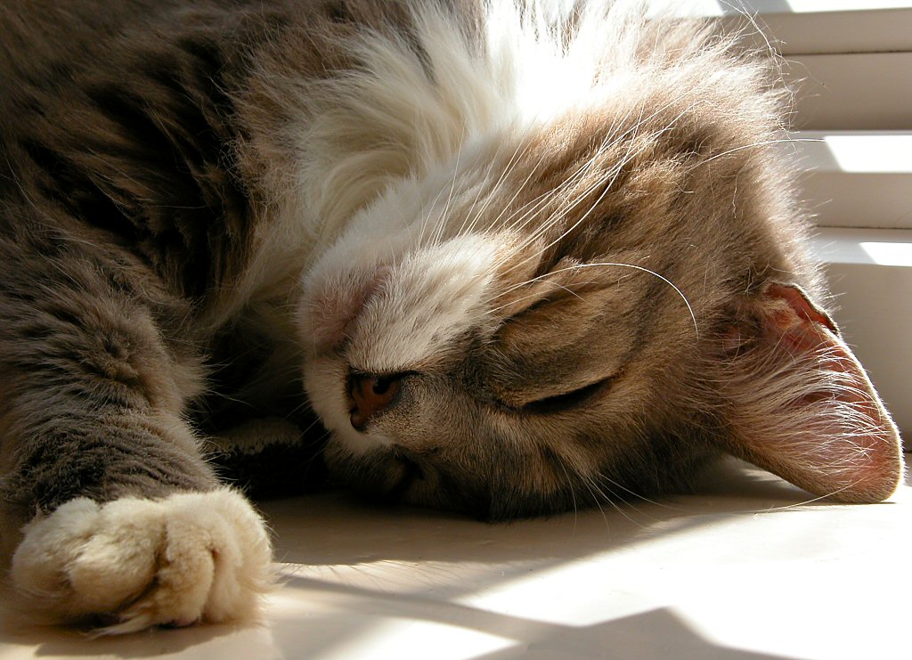 Sleep?  I can do it standing on my head