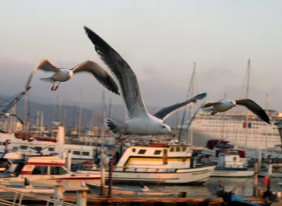 Sunset with the seagulls and the boats.