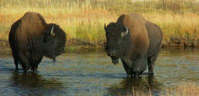 Bison, Firehole River, Yellowstone
