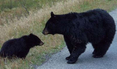 Mother Black Bear and Cub, Yellowstone